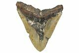 Bargain, Fossil Megalodon Tooth - North Carolina #343385-2